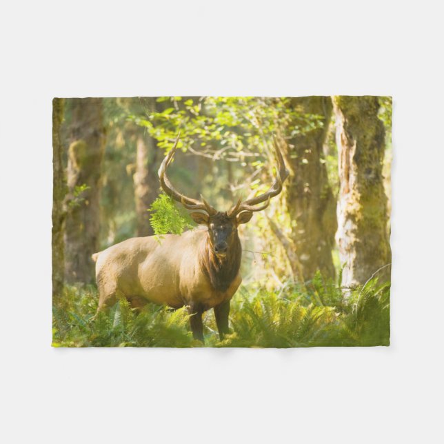 Couverture Polaire Roosevelt Elk | Parc National Olympique, Washingto (Devant (Horizontal))