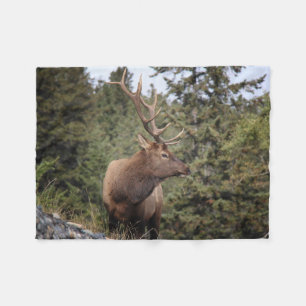 Couverture Polaire Taureau De Jasper