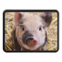 Porcelet mignon