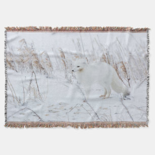 Couverture Renard Arctique