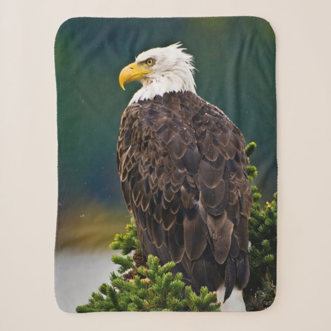 Couverture Sherpa Aigle américain perché (Devant)