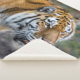 Couverture Sherpa Amur tiger