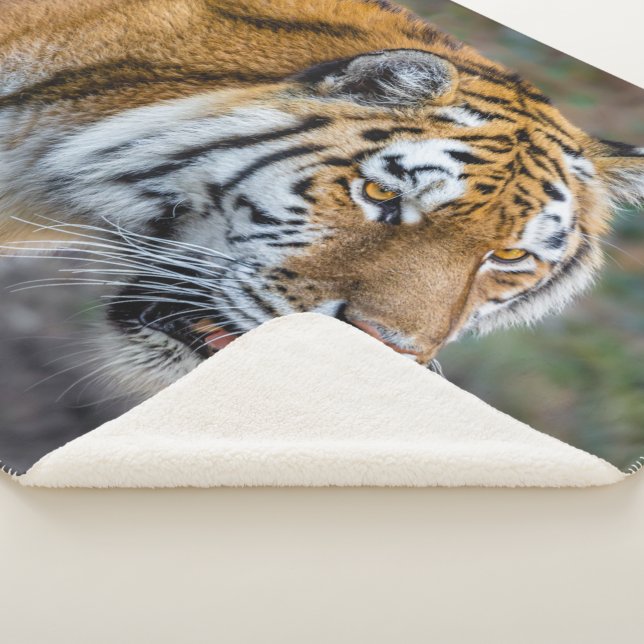 Couverture Sherpa Amur tiger (3/4)