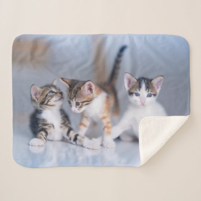 Couverture Sherpa Animaux de bébés cutest | 3 Tabby Kittens (Devant (Horizontal))