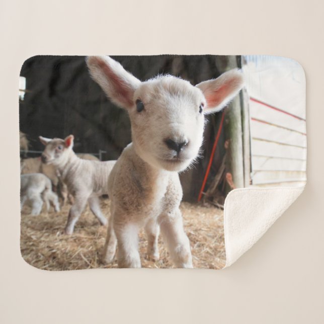 Couverture Sherpa Animaux de bébés cutest | Agneau mignon dans une f (Devant (Horizontal))