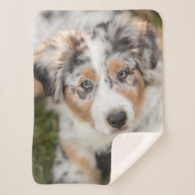 Couverture Sherpa Animaux de bébés cutest | Australian Shepherd Pupp (Devant)