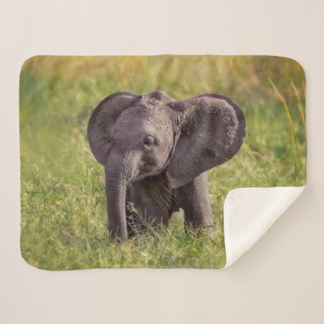 Couverture Sherpa Animaux de bébés cutest | Baby Elephant Kenya Afri (Devant (Horizontal))