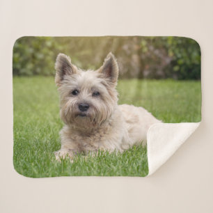 Couverture Sherpa Animaux de bébés cutest   Cairn Terrier Dog