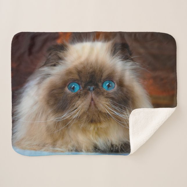 Couverture Sherpa Animaux de bébés cutest | Chat himalayen (Devant (Horizontal))