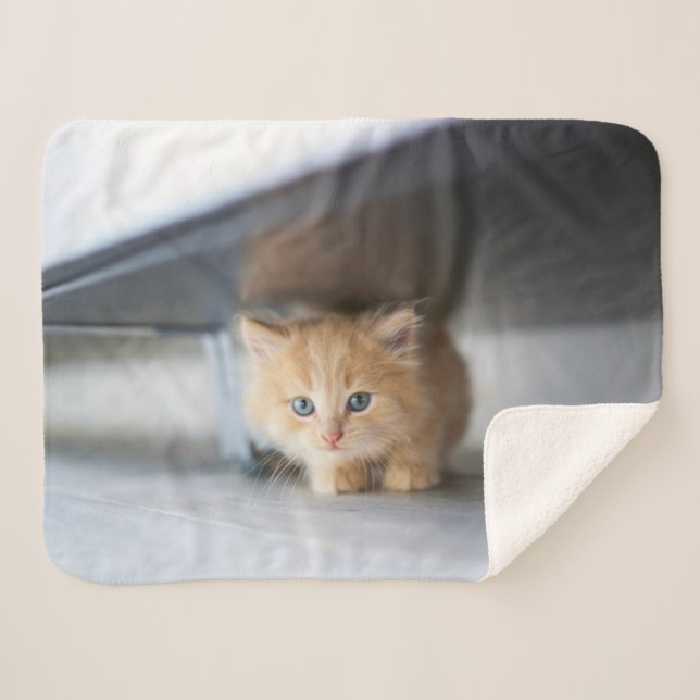 Couverture Sherpa Animaux de bébés cutest | Fluffy Orange Kitten (Devant (Horizontal))
