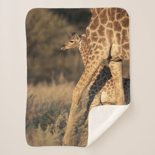 Couverture Sherpa Animaux de bébés cutest | Girafe bébé et parent (Devant)