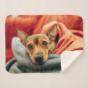 Couverture Sherpa Animaux de bébés cutest Miniature Pinscher