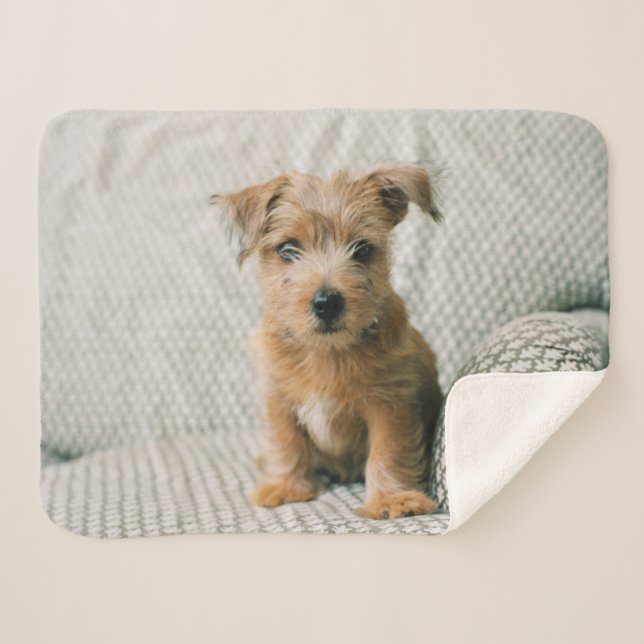 Couverture Sherpa Animaux de bébés cutest | Norfolk Terrier Puppy (Devant (Horizontal))