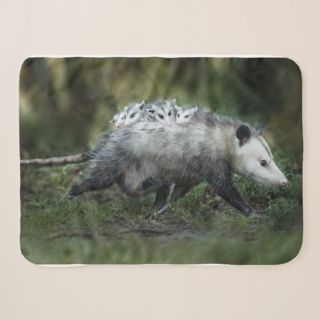 Couverture Sherpa Animaux de bébés cutest | Opossum Maman & Kids (Devant (Horizontal))