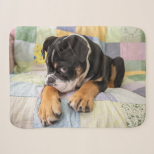 Couverture Sherpa Animaux de bébés cutest   Shy Old English Bulldog