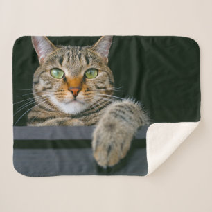 Couverture Sherpa Animaux de bébés cutest Tête de chat gris Tabby