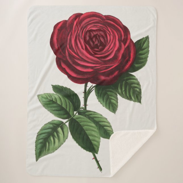 Couverture Sherpa Antique Rose Lithograph, François-Frédéric Grobon (Devant)