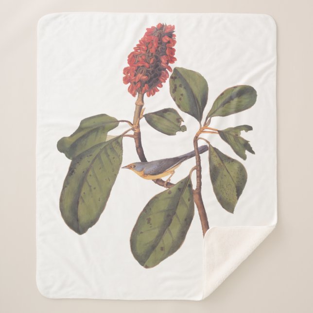 Couverture Sherpa Audubon Bonaparte Flycatcher Bird (Devant)