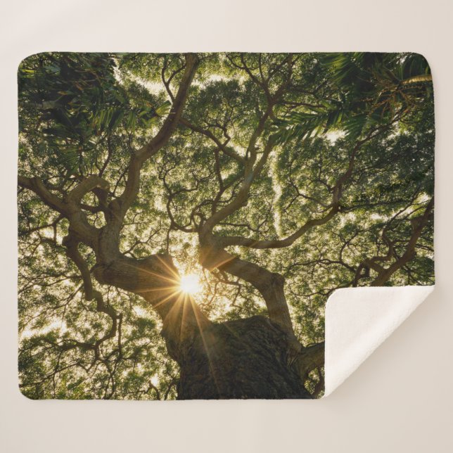 Couverture Sherpa Auvent Sunstar de banian (Devant (Horizontal))