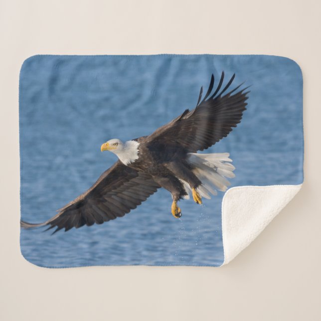 Couverture Sherpa Bald eagle in flight (Devant (Horizontal))
