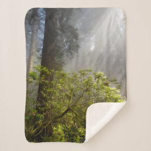 Couverture Sherpa Brume matinale sur le Rhododendron