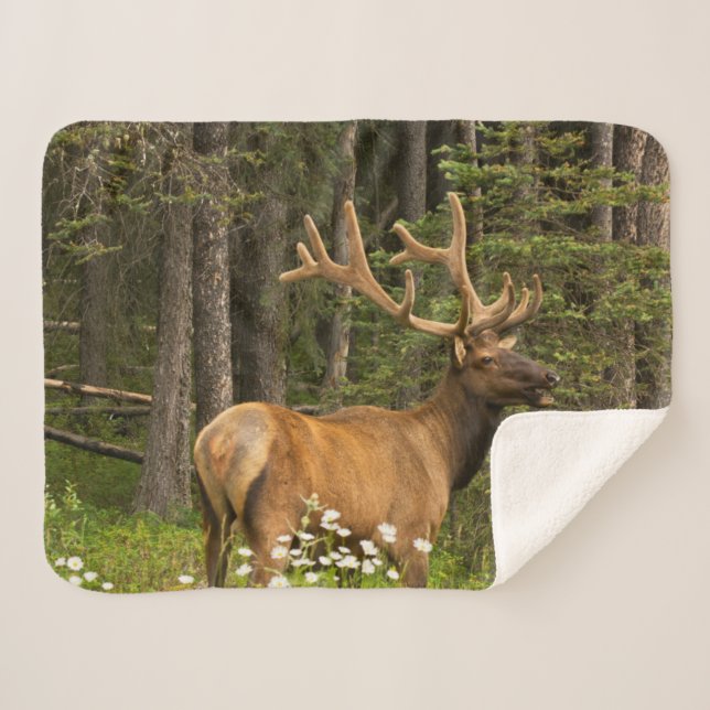 Couverture Sherpa Bull Elk en Velvet, Canada (Devant (Horizontal))