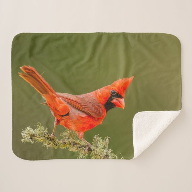 Couverture Sherpa Cardinal mâle sur une branche (Devant (Horizontal))