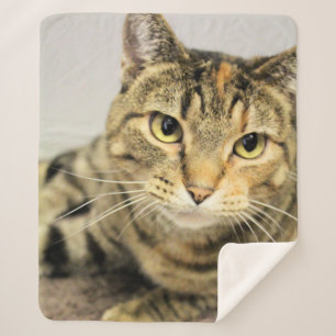 Couverture Sherpa Cat