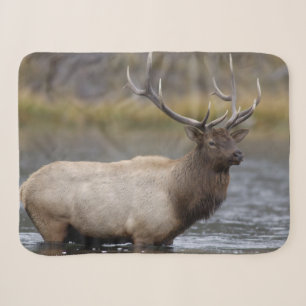 Couverture Sherpa Cerf élaphe mâle traversant Parc national de Yel