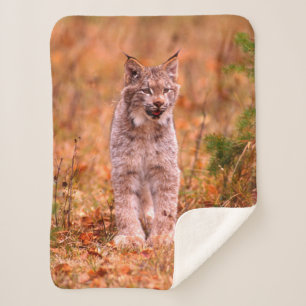 Couverture Sherpa Chasse au lynx roux Forêt automnale