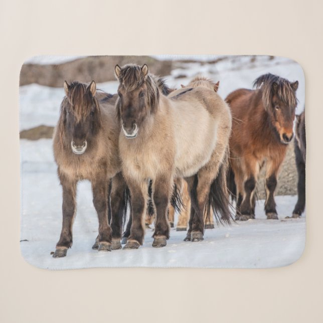 Couverture Sherpa Chevaux islandais en hiver près de Hofn, Islande (Devant (Horizontal))