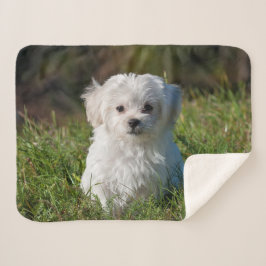 Couverture Sherpa Chien de chiot maltais blanc farci