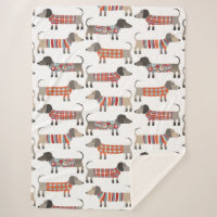 Chien de saucisse Dachshund