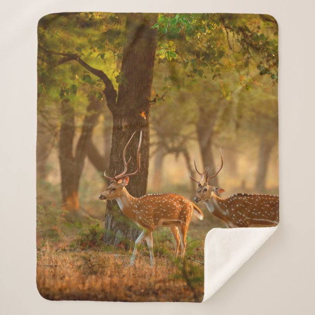 Couverture Sherpa Chital or cheetal, Axis axis, spotted deers or axi (Devant)