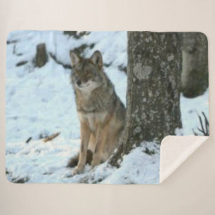 COUVERTURE SHERPA COYOTE DANS LA SAUVAGE