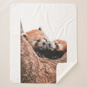 COUVERTURE SHERPA CUTE KOALA BEAR FAMILLE