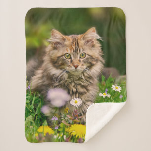 Couverture Sherpa Cute Tabby Maine Coon Kitten Chat Tête d'animal P