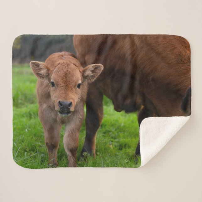Couverture Sherpa Cutest Baby Animals | Cow & Calf (Devant (Horizontal))
