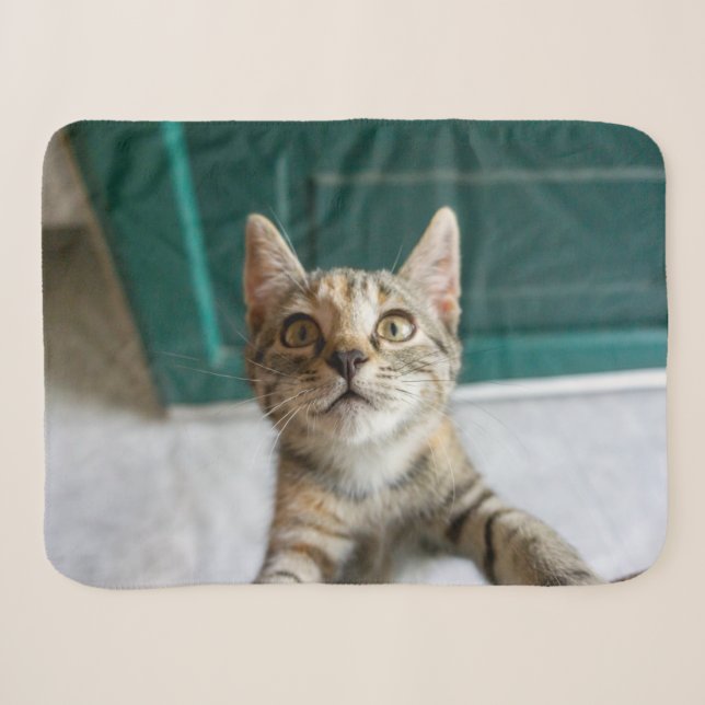 Couverture Sherpa Cutest Baby Animals | Cute Tabby Kitten (Devant (Horizontal))