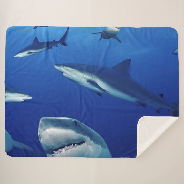 COUVERTURE SHERPA DES REQUINS PARTOUT (Devant (Horizontal))