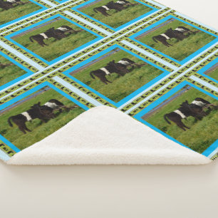 Couverture Sherpa Deux Calves De Galloway Ceinturés,
