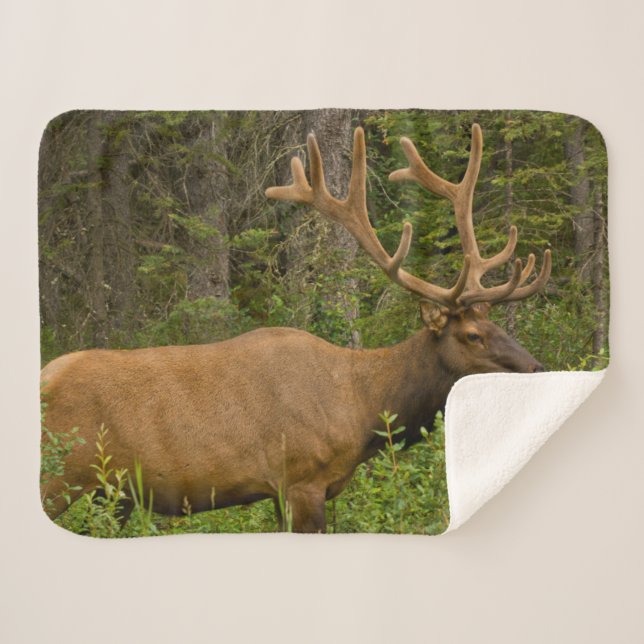 Couverture Sherpa Elk mâle | Parc national Banff, Alberta, Canada (Devant (Horizontal))