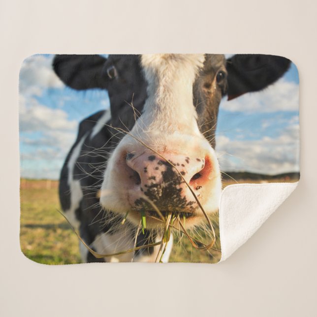Couverture Sherpa Fermes | Vache Holstein Chewing (Devant (Horizontal))