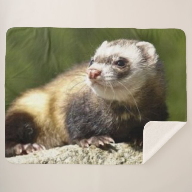 COUVERTURE SHERPA FERRET (Devant (Horizontal))