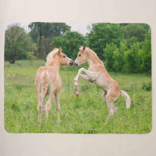 Couverture Sherpa Haflinger Horses Cute Fote Friends Rearing Photo