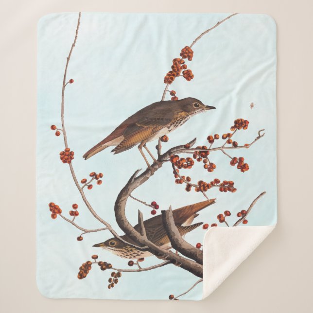 Couverture Sherpa Hermite Grive Audubon Oiseau aux baies rouges (Devant)