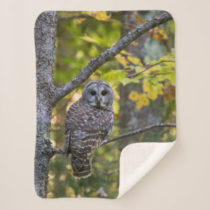 Couverture Sherpa Hibou rayé en automne Comté d'Alger, MI