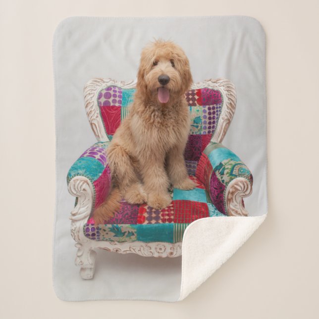 Couverture Sherpa Images de Getty | Goldendoodle mignon (Devant)