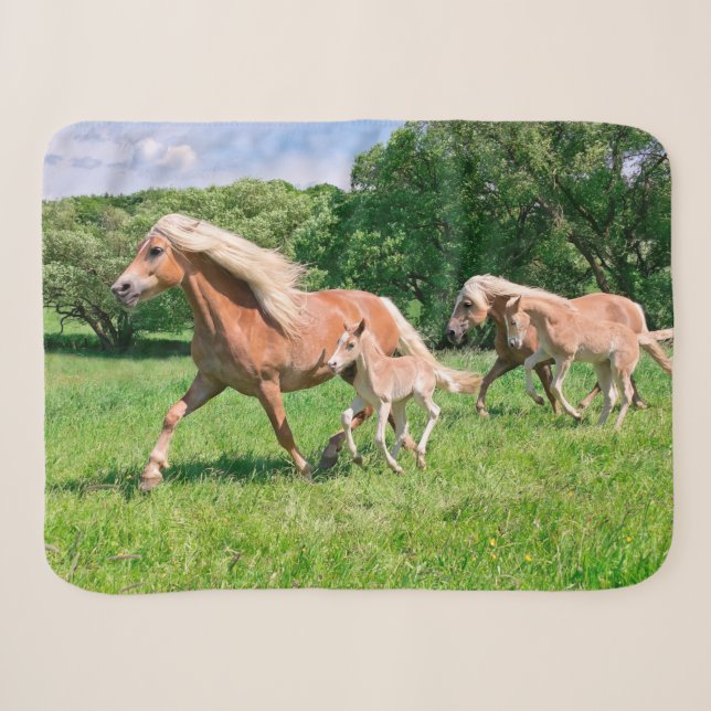 Couverture Sherpa Les chevaux de Haflinger avec les poulains mignons (Devant (Horizontal))