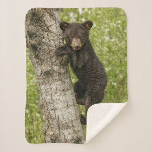 Couverture Sherpa Ourson noir dans un arbre